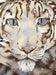 Snow Leopard, The - Artist Edition - Siop Y Pentan